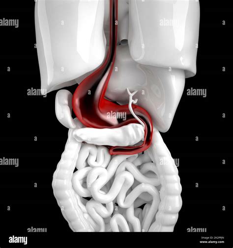 Human Stomach 3d Anatomical Illustration Contains Clipping Path Stock