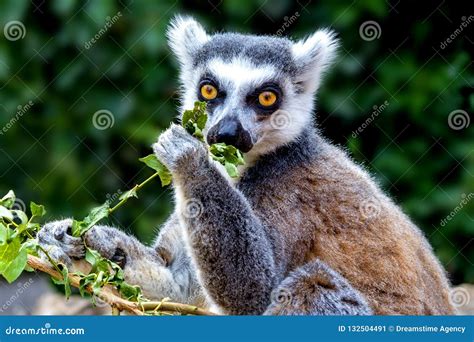 Ring Tailed Lemur Eating Stock Image Image Of Cute 132504491