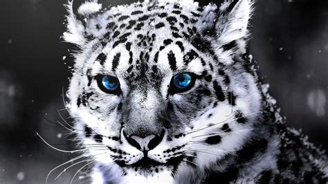 Black and white tiger wallpapers group (71+) src. Baby White Tiger Wallpaper ·① WallpaperTag
