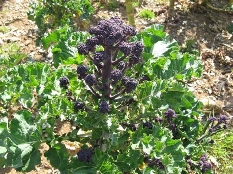 I have a few small broccoli di cicco transplants that i raised from seed that i planted in my raised bed about 2 weeks ago. Hollow Legs: Crunchy Pappardelle with Purple Sprouting ...