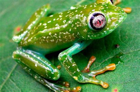 Endangered Species Spotlight Barbours Forest Frog Featured Creature