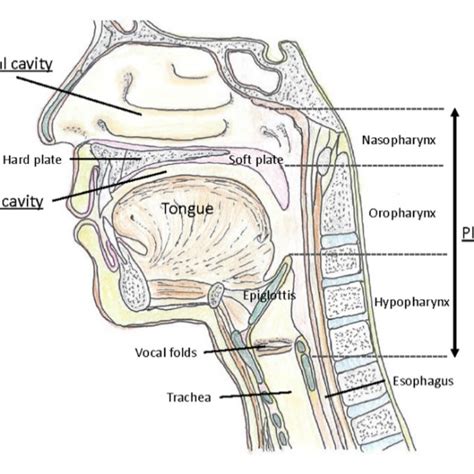 The Upper Respiratory Tract Download Scientific Diagram