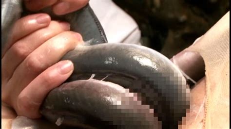 Extreme Fetish Series 11 A Reference Guide On Eels And