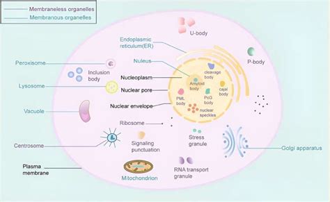 Exploring Liquid Liquid Phase Separation In Diseases