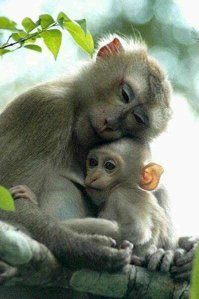 Monkey Love Animal Moms And Babies That Prove A Mothers Love Is