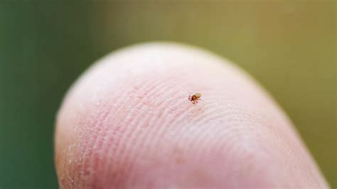 The Teeny Tiny Ticks That Cause The Most Lyme Disease Are Out