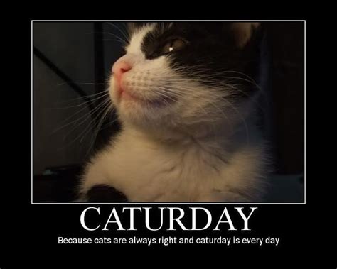 People at work are always looking forward to the weekend when they can relax and enjoy themselves to the fullest. Caturday | Know Your Meme