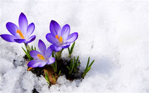 2800x1764 Flor Naturaleza De La Nieve Flores Hermosas De Escritorio De