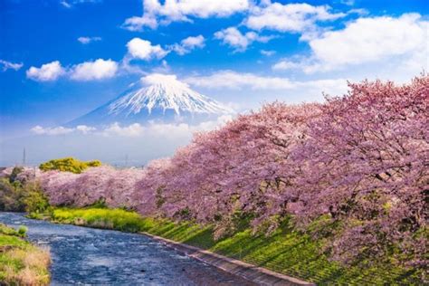 Significado De La Flor De Cerezo O Sakura En Japón 】 ⛩️