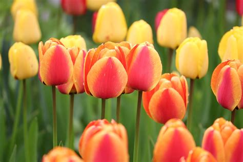 Pruning should be done in the late winter to early spring, as the flowers form on new growth. 10 Interesting Facts About Flowers | Teleflora Blog