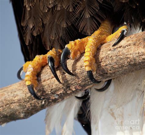 Bald Eagle Talons Photograph By Nicole Riley