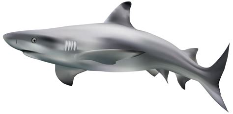 Shark Transparent Clip Art Image Gallery Yopriceville