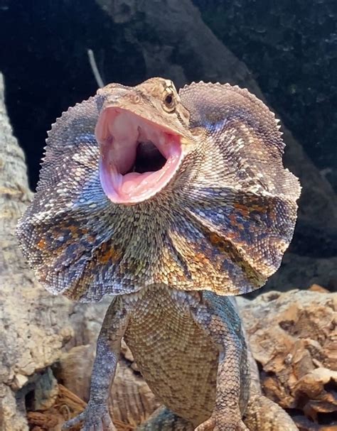 Australian Frilled Dragon More Lizard By The Reptile Shop Morphmarket