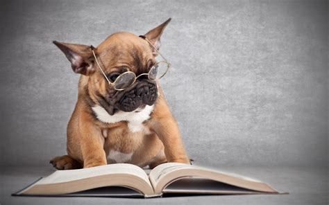 Funny Dog Reading A Book Wearing Spects Hd Photo Dog Books Funny