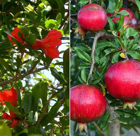 Growing A Pomegranate Plant Propagation Care Gardening Tips