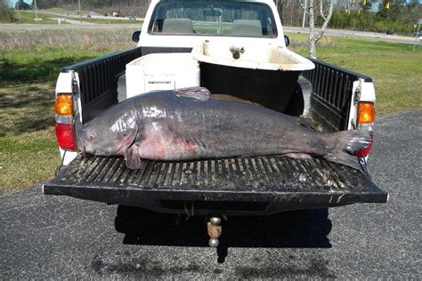 International Fishing News Usa Alabama Blue Catfish State Record