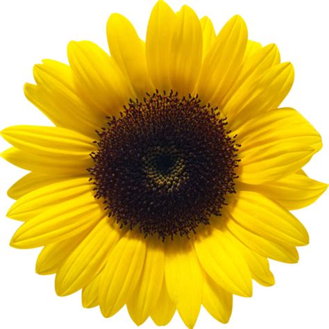 Sunflower Png Transparent Image Download Size 500x500px
