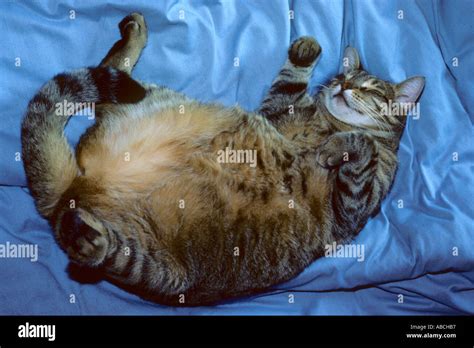 Lazy Fat Cat Stock Photo Alamy