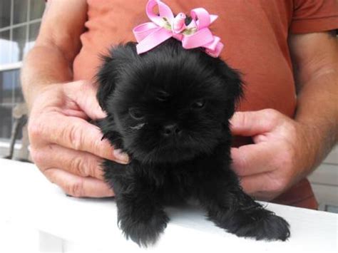 Cute Shih Tzu Puppies For Sale In Alpena Arkansas