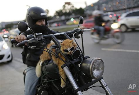 Cat On Motorcycle Carinewbi