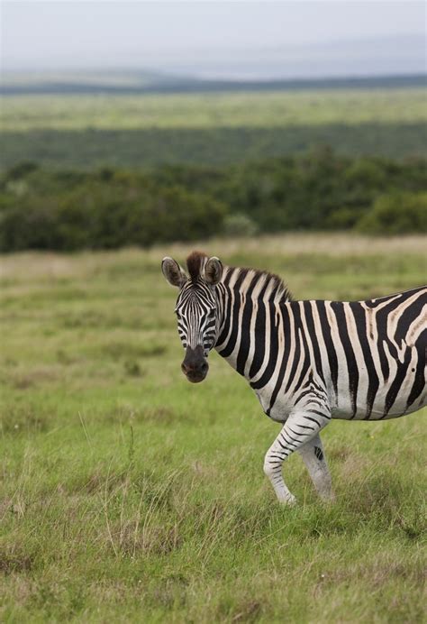 African Zebra Free Photo Download Freeimages