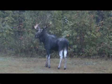Moose are much faster than their appearance may cause you to think. Moose in Andover Vermont - YouTube