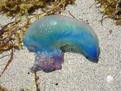 Strange Sea Creature Miami Weird Sea Creatures Sea Creatures