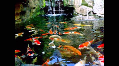 Ikan Koi Jepang Top - YouTube