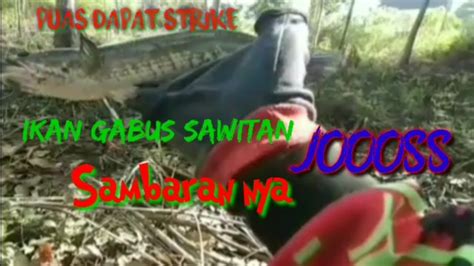 Spot Sawitan Ikan Gabus Nya Tak Pernah Habis Walaupun Sering Di