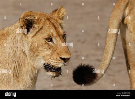 Lion Tail Hi Res Stock Photography And Images Alamy