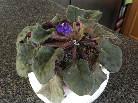 Unpot the root ball and inspect the roots: Overwatered African Violet - How to re-root?