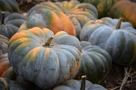 Types Of Edible Pumpkins Jessica Gavin