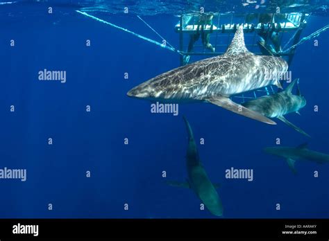 Thrill seekers experience cage diving with Galapagos sharks