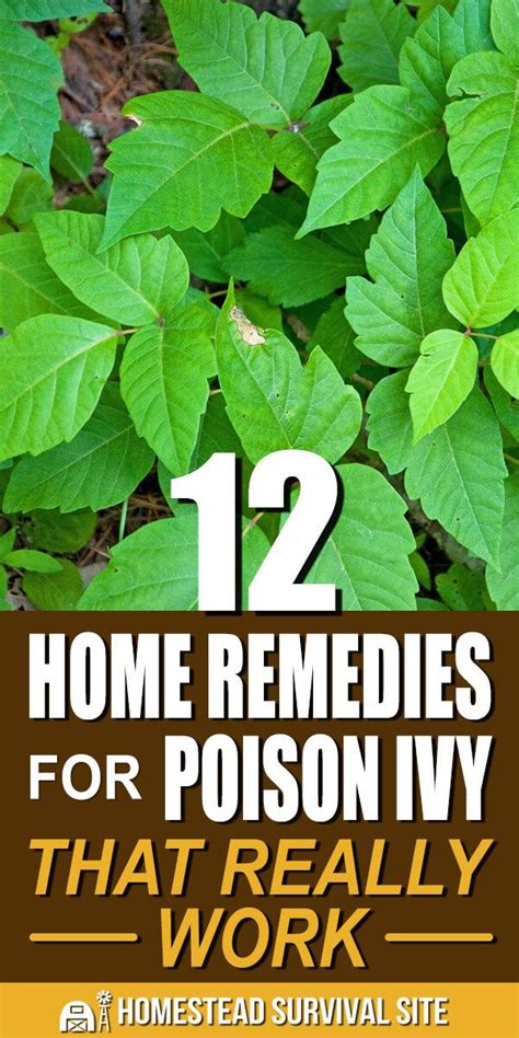 How To Get Rid Of Poison Ivy Plants Plants Bb