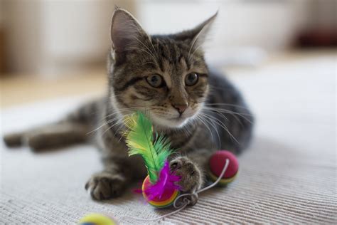It will come around though. Why Won't My Adult Cat Play?
