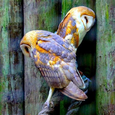 Yellow And Purple Owls Owl Barn Owl Beautiful Birds