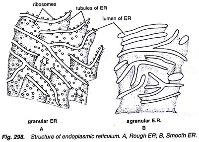 Endoplasmic Reticulum Drawing at PaintingValley.com | Explore