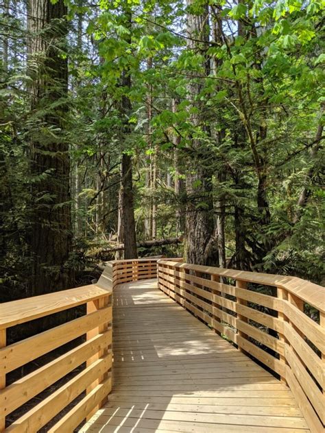 Ultimate Guide To Cathedral Grove Bc Vancouver Island