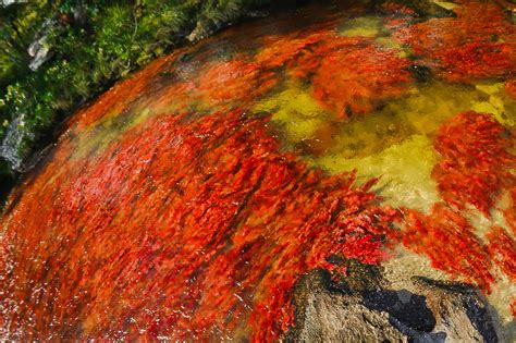 Hacer cenizas caño cristales para sembrar coca allí. File:PLANTA ACUÁTICA ROJA MACARENIA CLAVIGERA.jpg ...