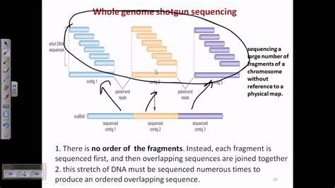 Whole Genome Shotgun Sequencing Youtube
