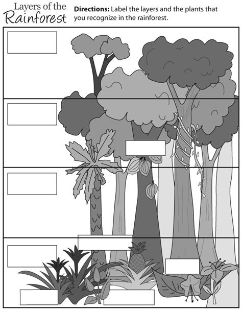 Layers Of The Rainforest Worksheets