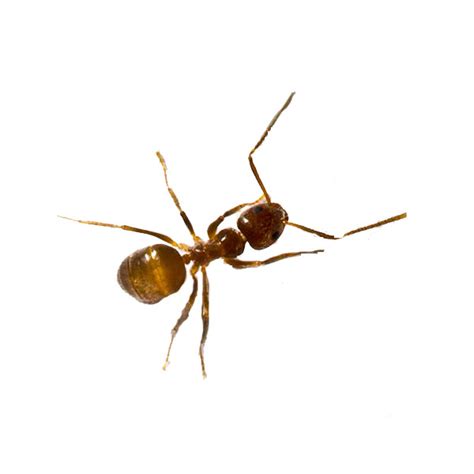 Tawny Crazy Ant Identification Habits And Behavior Florida Pest Control
