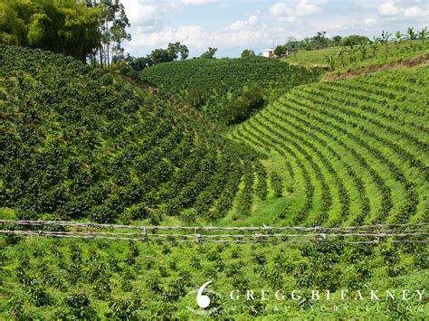 Navegue pelas 671 coffee plantation colombia imagens e fotografias de stock disponíveis ou. Coffee Farm Colombia Travel Photo | Gregg Bleakney Image ...