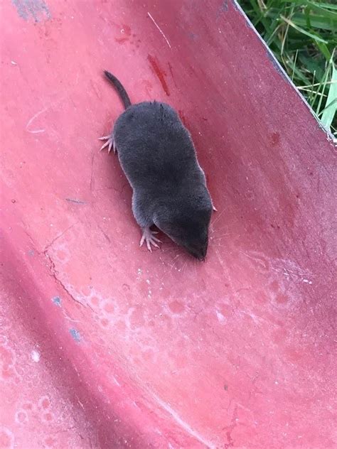 Rats are nocturnals, they visit your garden at night because there must be something good for them to eat. Ask a Question forum: Do I have moles, voles, or shrews ...