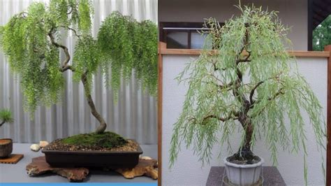 How To Grow Weeping Willow Bonsai Tree Youtube