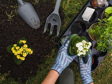 Dicas De Jardinagem Truques Para Aprender A Cuidar Do Jardim