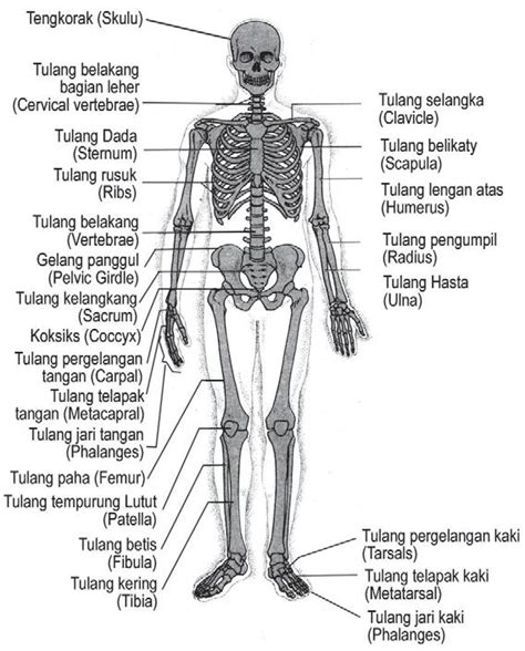Pengertian Umum Rangka Manusia adalah - Definisi Pengertian Secara Umum