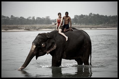 Elephant Dutch Girl Mahout Tourists Gather For The Morning Elephant Bath At Chitwan National