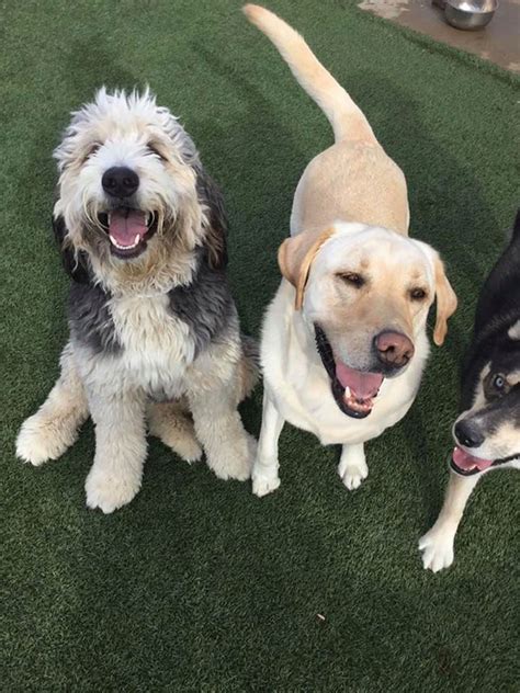 Try the seek app to find your dream job faster. Dog Boarding Near Me | Cat Boarding Near Me | St. Louis ...