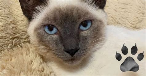 Best Siamese Cat Names Cute Unique Choices For Your Pet Siamese